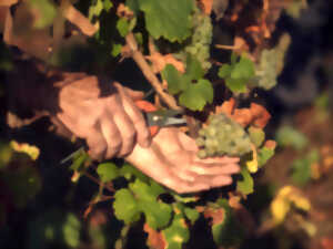 ANNULE  - Chapitre solennel - Les vendanges dans nos villages