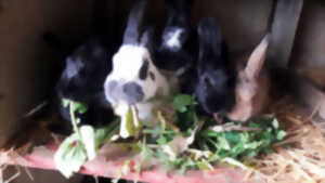 photo Nourrissage des animaux