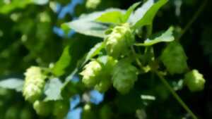 Fête du Houblon