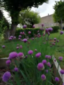 Atelier Jardin au naturel : Les alternatives aux pesticides