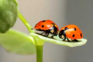 Biodiversité : Nos voisins les insectes