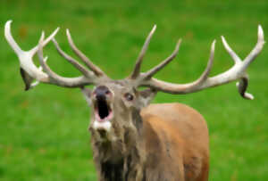 photo Sortie écoute du brame du cerf