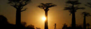 photo À l'Ombre du Baobab