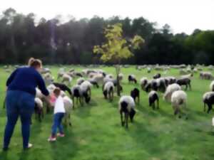 La route de la transhumance passe par Cauvignac