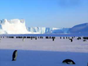 Projection sur l'Antarctique 