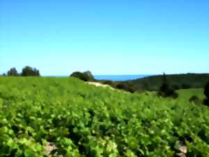 BALADES VIGNERONNES - CHÂTEAU ROUQUETTE
