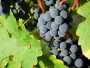 photo Wine in the city : la guinguette des vignerons du Cubzaguais