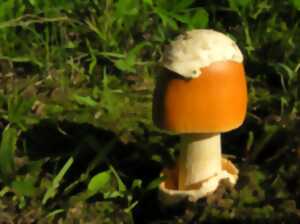 Sortie mycologique en forêt