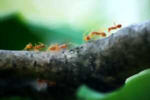 Les samedis d'été : Les fourmis, tout un monde
