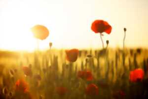 photo Arts visuels : Coquelicots