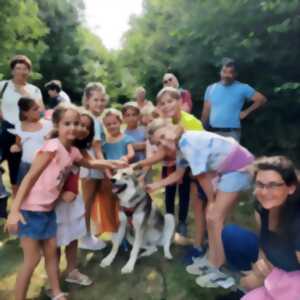 photo Randonnées avec les chiens-loups