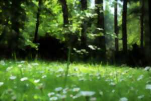 Découverte des usages & vertus des plantes sauvages et des arbres