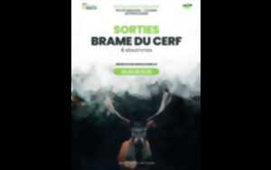 photo Sortie brame du cerf et dégustation