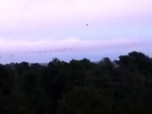 Les grues gourmandes en Pays Morcenais - Le coucher