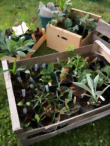 photo Troc de plantes & balade botanique