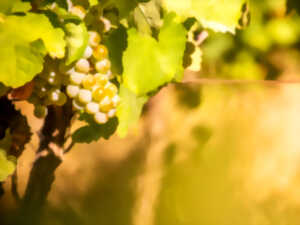 FASCINANT WEEK-END - LE MAUZAC DANS TOUS SES ÉTATS