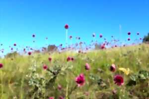 photo Tours de Merle - balade gourmande: à la découverte des plantes sauvages