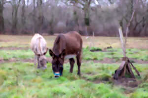 photo Balades avec les ânes avec Laurie Jayet (ferme de Naviac)