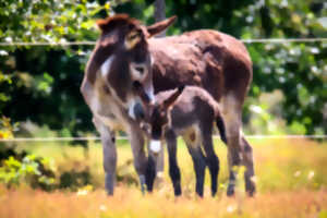 Balades avec les ânes avec Laurie Jayet (ferme de Naviac)