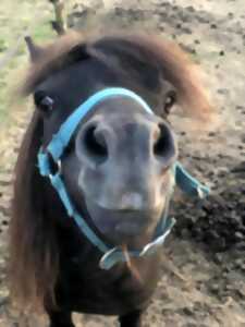 photo Balade à pied avec un poney