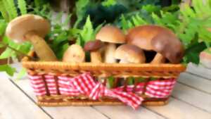 photo Conférence : indispensables champignons