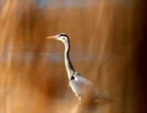 Journée la biodiversité du lac