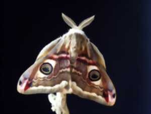 photo Les papillons de nuit du lac