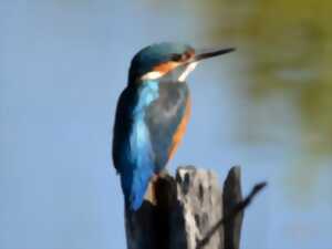 photo La biodiversité au fil de l'eau