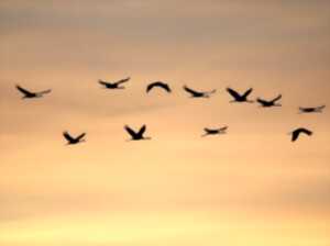 photo La migration des oiseaux