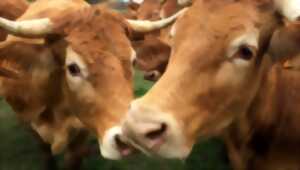 photo Conférence : Vivre et faire vivre quel avenir pour les agriculteurs correziens ?