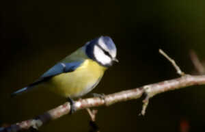 photo Formation aux oiseaux des jardins : découverte des oiseaux à la mangeoire - 1/2 journée