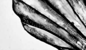 photo Conférence : Origine du Verre et Histoire de l'Art du Vitrail