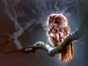 photo Les Histoires d'Hibou