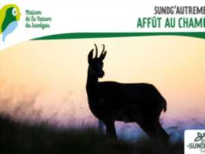 photo Affût au chamois - À partir de 8 ans