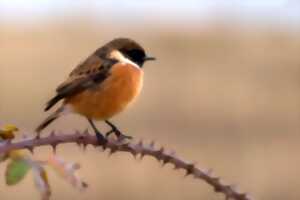 Pourquoi et comment alimenter les oiseaux en hiver
