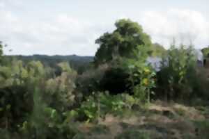 photo Faire sa mare naturelle