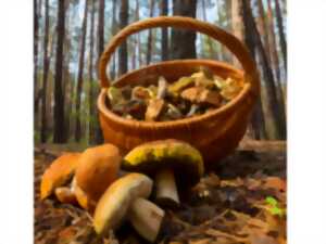 Journée champignons
