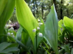 photo Balade du muguet