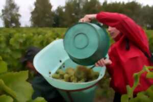photo Noël aux vignobles Jourdain