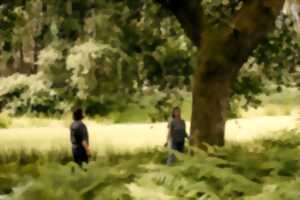 S'enraciner à l'image des arbres, Bain de forêt