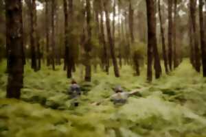 S'enraciner à l'image des arbres, Bain de forêt