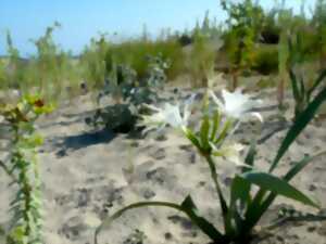 photo Fête de la nature : Que se passe-t-il sur les dunes de Sokoburu au printemps?