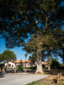 photo Concours de pétanque