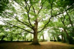 La forêt en tous sens