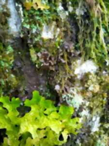 photo Stage 8/12 ans - Des lichens, QUESACO ???