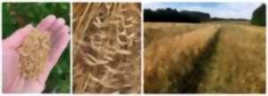 photo Visite thématique sur les blés anciens