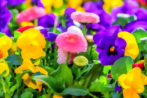 photo Fête des plantes