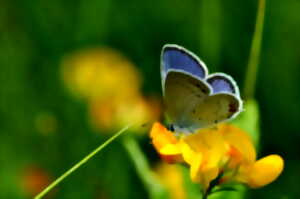 Papillons et papillonades
