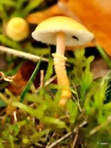 photo Les champignons et les lichens