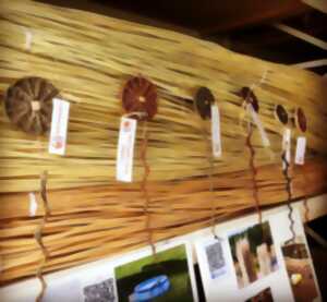 photo Stage tressage d'osier vivant